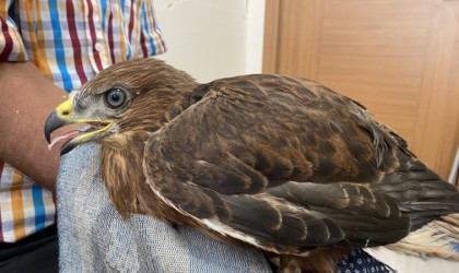 Yaralı şahin tedavi altına alındı