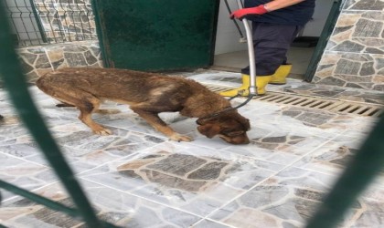 Yaylada ölüme terk edilen köpekler koruma altına alındı