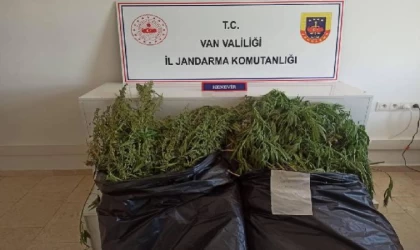 859 kök Hint keneviri ele geçirildi; 4 gözaltı