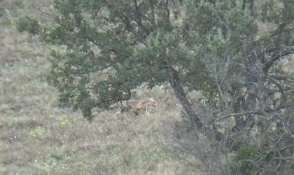 Aç kalan tilki köye indi