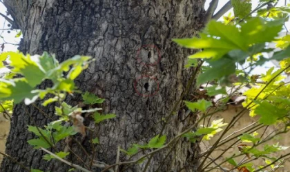 Ağaçtaki deliklerin nedeni kurşun değil, böcek