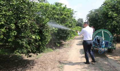 Akdeniz Meyve Sineğine karşı toplu mücadele veriliyor