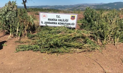 Akhisar ve Somada uyuşturucu operasyonu