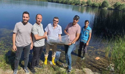 Altıntaşta baraj ve göletlere 150 bin yavru sazan balığı bırakıldı