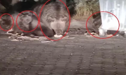 Anne ayı ile yavruları çöpten beslenirken görüntülendi