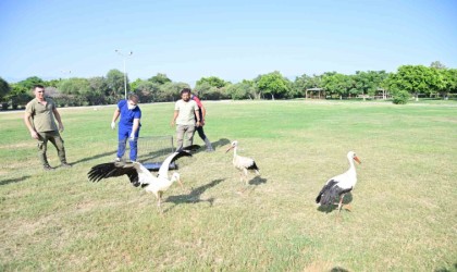 Annelerinin plastik atıklarla beslediği yavru leyleklerin rehabilitasyonu tamamlandı
