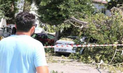 Asırlık çınar ağacının kırılan dalı 5 araçta hasara yol açtı