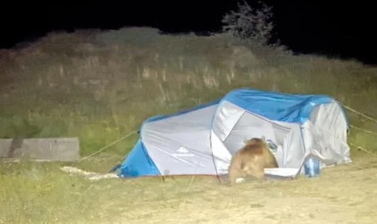 Ayılar, çadırı parçalarken görüntülendi