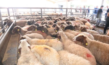 Bakan Yumaklı: Deprem bölgesine 8,8 milyar lira tarımsal destek ödemesi yaptık (2)