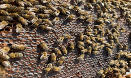 Bandırmada bal hasadı başladı