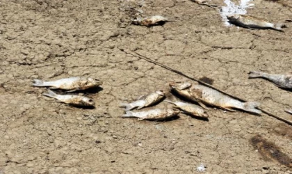 Baraj kıyısına vuran balıklar, ’endüstriyel atık’ ve ’oksijen yetersizliği’nden öldü