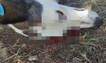 Benek’in katili kargalarmış