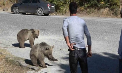 Bitliste ayılar kovaladı, vatandaşlar kaçtı