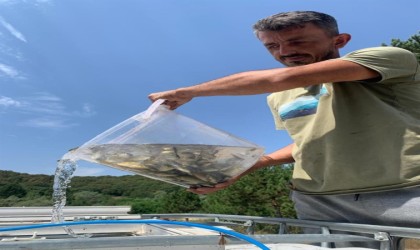 Boludan Sakaryaya 400 bin yavru pullu sazan balığı gönderildi