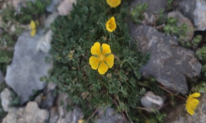 Bu çiçek dünyada sadece Aladağlar çevresinde görülüyor