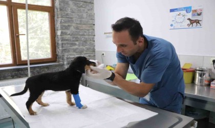 Bu merkezde 20 bin sokak hayvanı kısırlaştırıldı