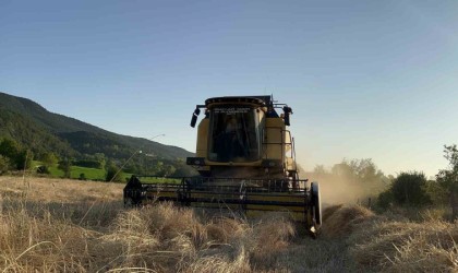 Buğdayın atası ‘siyezde hasat dönemi başladı