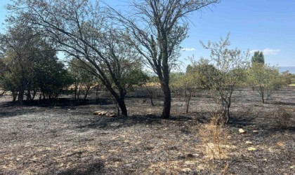 Burdurda 100 adet meyve ağacı ve 50 dönüm arazi yandı