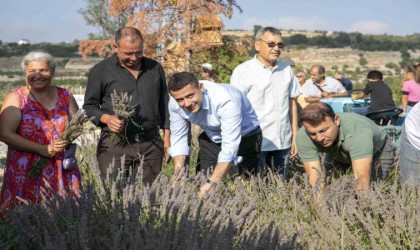 Çaltıbozkırda Lavanta Hasat Şenliği