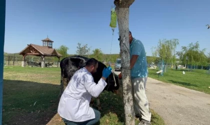 Çanakkale yangınından etkilenen boğa, Emekli Hayvanlar Çiftliği’nde