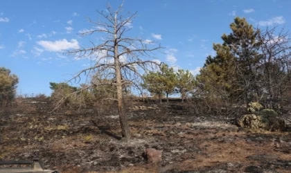 Çankırı’da çıkan yangında 10 dönüm orman zarar gördü