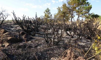 Çankırıda orman yangını: 10 dönüm küle döndü