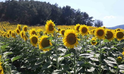 Çiftçiler ayçiçeği ekimine yöneldi