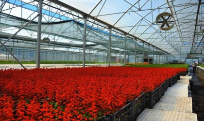 Çöpten elde edilen elektrikle çiçek üretiliyor