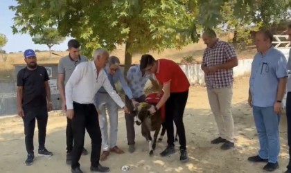 Cumhurbaşkanı Erdoğan için adak kestiler