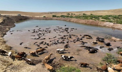 Diyarbakırda besicilik ve tarımsal sulamada alt yapı güçlendiriliyor