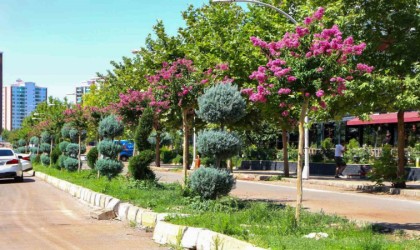 Diyarbakırda refüj ve kavşaklar oya ağaçları ile renklendi