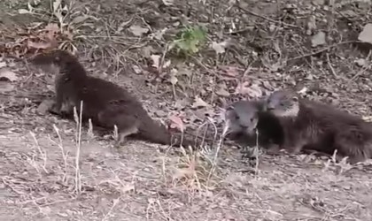 Domaniçte nesli tükenmekte olan su samurları görüntülendi