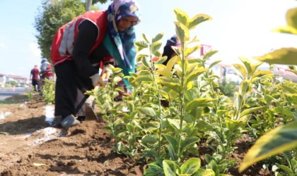 Düzce yollarında rengarenk manzara