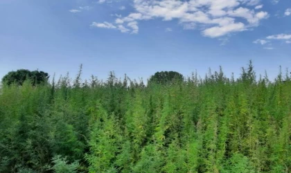 Edirne’de 560 bin kök Hint keneviri ele geçirildi