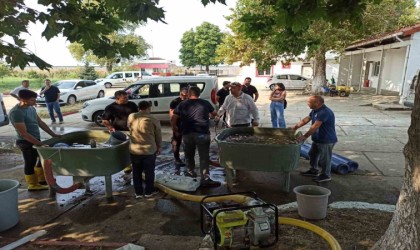 Edirnede yavru sazan balıklar su ile buluştu