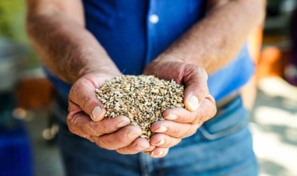 En lezzetli şenlik Seferihisarda