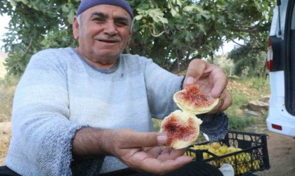 Enkaz kentte ağızları tatlandıran hasat yüz güldürdü