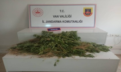 Ercişte 237 kök Hint keneviri ele geçirildi