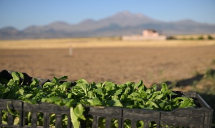 Genç çiftçiler Erciyesin eteğinde marul üretiyor