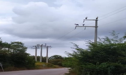 Göç eden leylekler akıma kapılmasın diye elektrikler kesildi