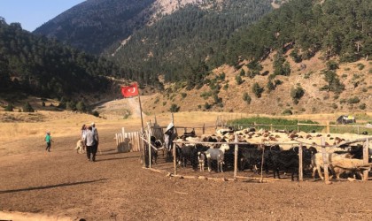 Göçerler 15-20 bin lira maaşla çoban bulamıyor