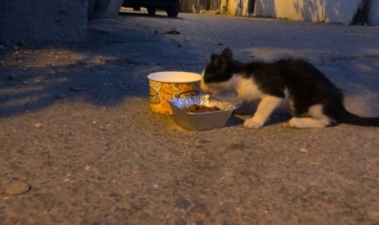 Gönüllülerden depremde etkilenen hayvanlara mama desteği