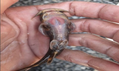 Habur Çayında İğneli bodur yayın balığı amatör balıkçıların ağına takıldı