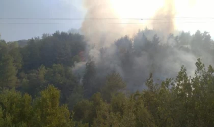 Hatay’da orman yangını