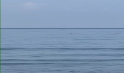 Hatayda vatandaşlar yunuslarla birlikte yüzdü