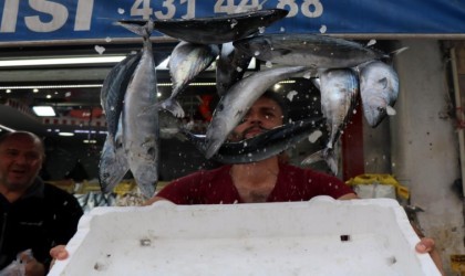 Karadenizde bu yıl palamut yok, hamsi var