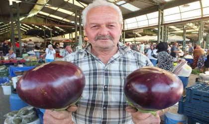 Karpuz büyüklüğündeki kiloluk patlıcanlar ilgi görüyor