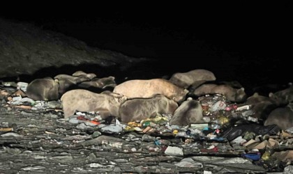 Karsta belgeselleri aratmayan görüntüler