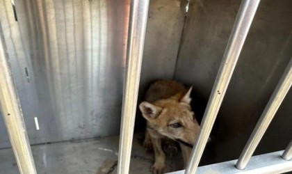 Karsta satılık kurt paylaşımı yapan 1 kişiye 14 bin TL para cezası