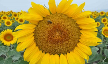 Karsta tarlalar ayçiçeği açtı